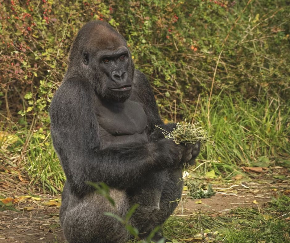 Uganda Gorilla Trekking Tours