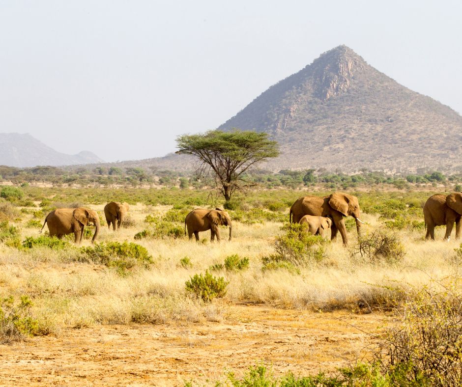 6-Day Masai Mara, Lake Nakuru & Amboseli Safari Expedition.