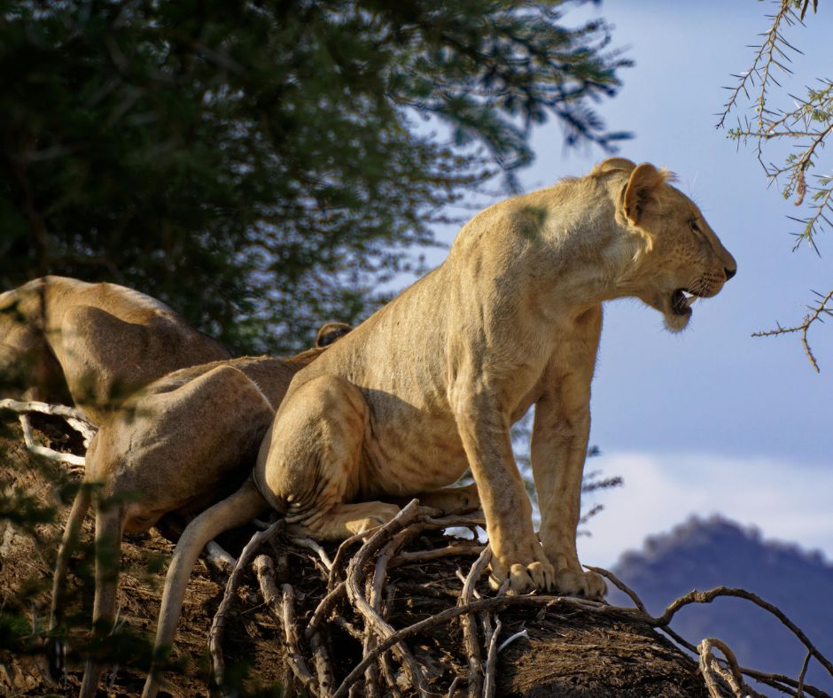 5-Day Samburu & Ol Pejeta Safari ,Big Game & Rare Species