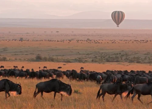 3-Day Luxury Fly-in Wildebeest Migration Safari
