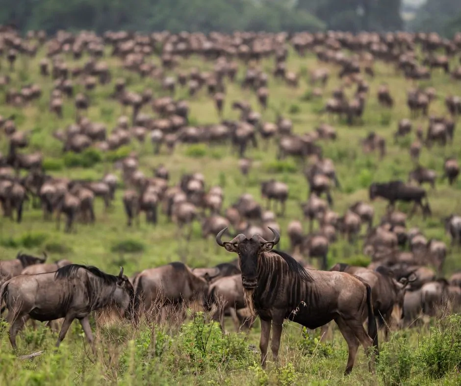 4-Day Mid-Range Safari: Lake Nakuru & Maasai Mara