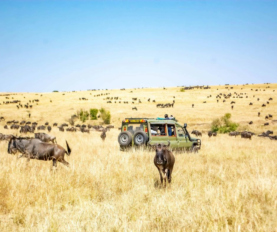 6-Day Lifetime Adventure Amboseli, Lake Nakuru & Masai Mara-Budget safari.