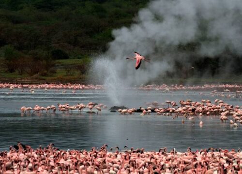 8-Day Scenic Safari Circuit: Amboseli, Naivasha, Bogoria, Nakuru & Maasai Mara